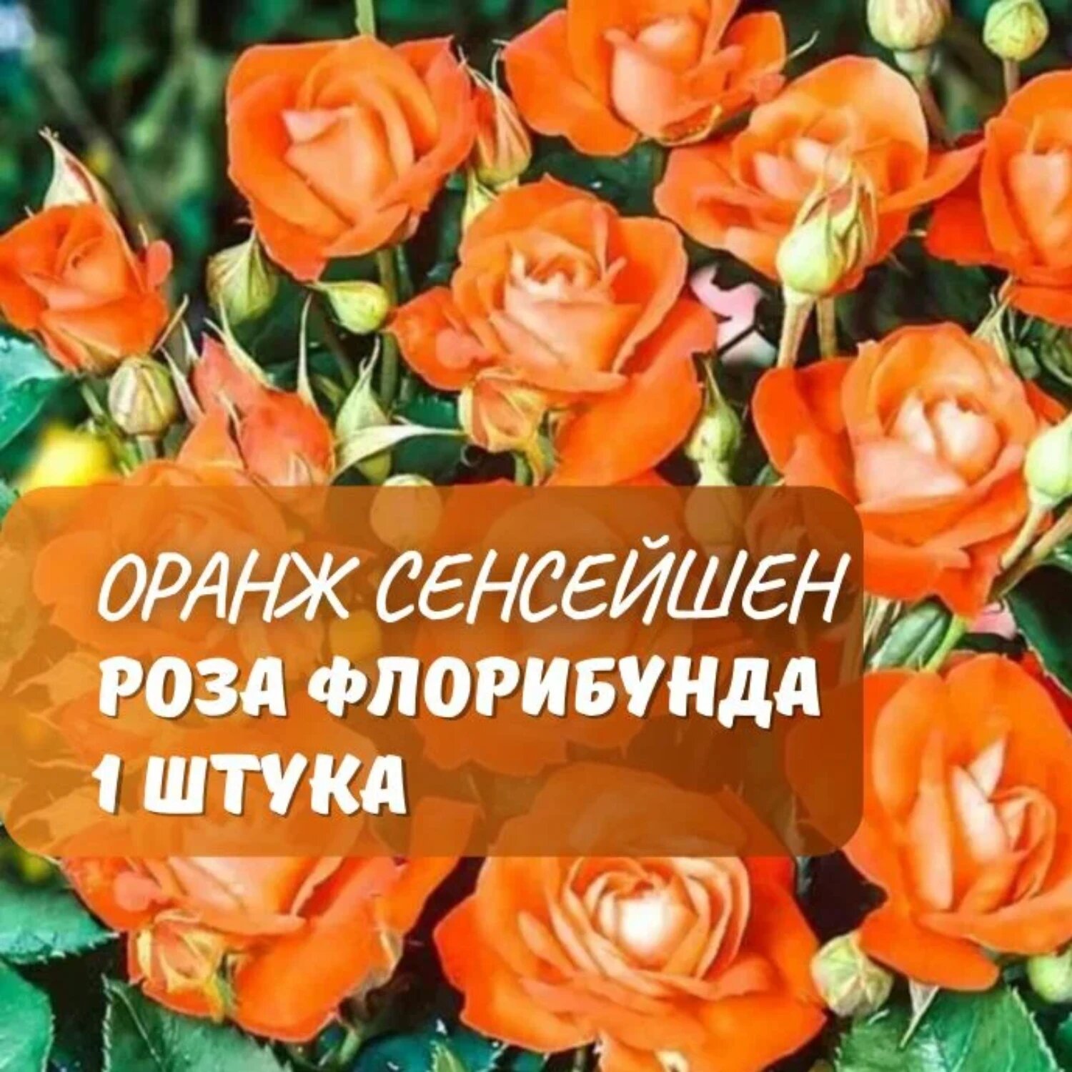 Роза флорибунда Оранж Сенсейшн  1 саж  многолетняя  оранжевая