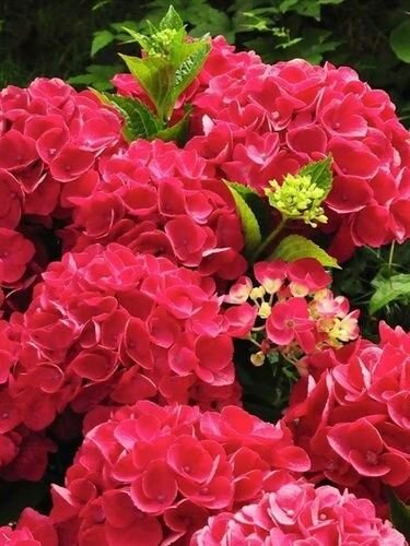 Гортензия крупнолистная Ред Энджел - Hydrangea macrophylla Red Angel (саженец ЗКС - контейнер 0,5 л)/ делёнки многолетних растений, корни / для дачи, сада, дома и балкона — фото 1