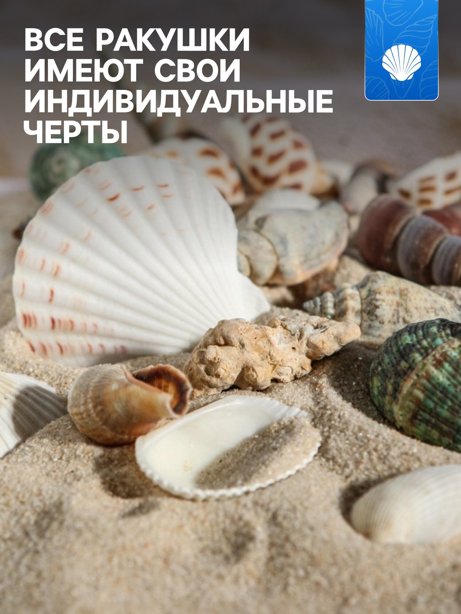 Набор ракушек для аквариума Пижон Аква, 2-6см, разноцветный, 100г — фото 1