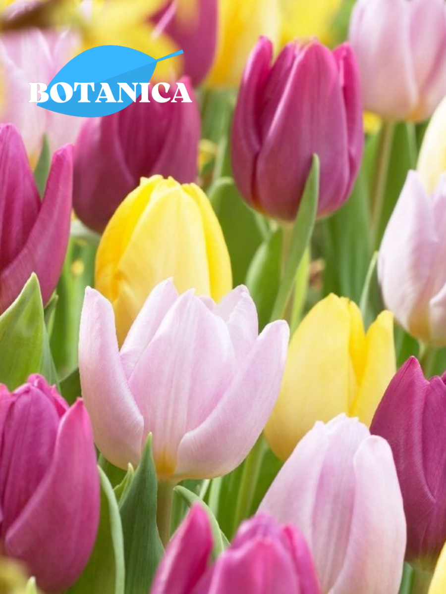 Луковицы цветов botanica garden Тюльпаны Пастель Микс 10 штук