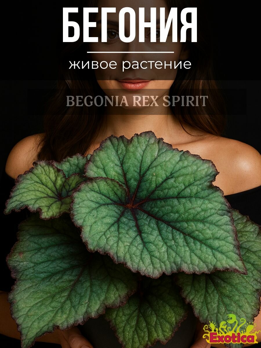 Бегония Рекс Спирит (Begonia Rex Spirit) D6см живое растение
