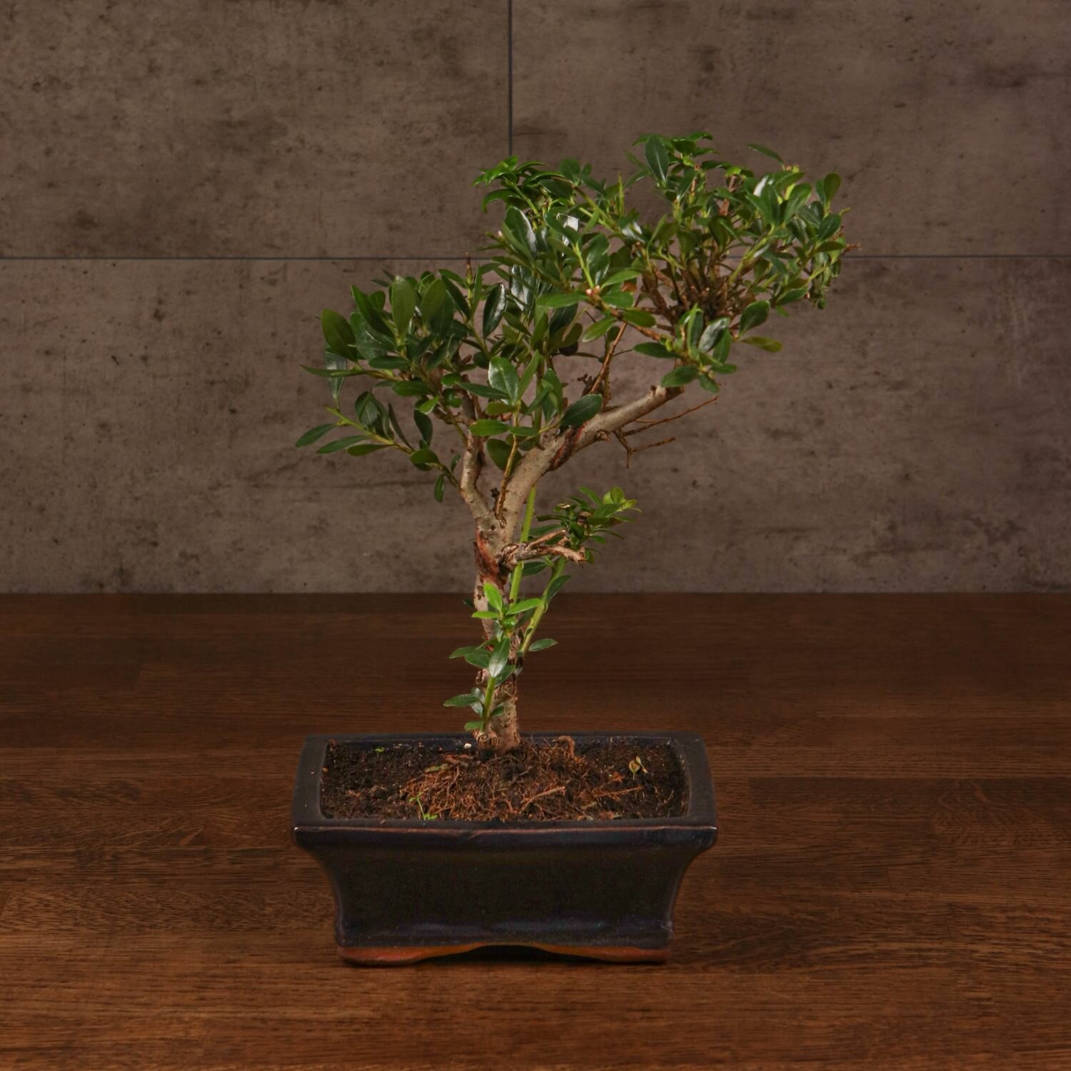 Бонсай Падуб 29 см
