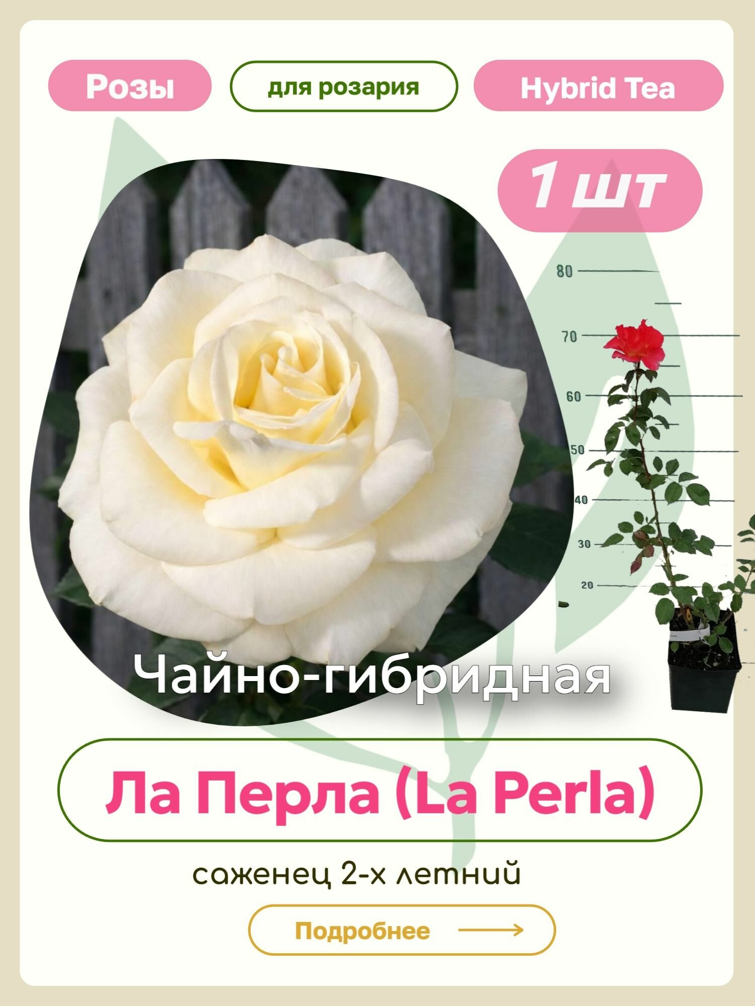 Саженцы роз Ла Перла (La Perla)