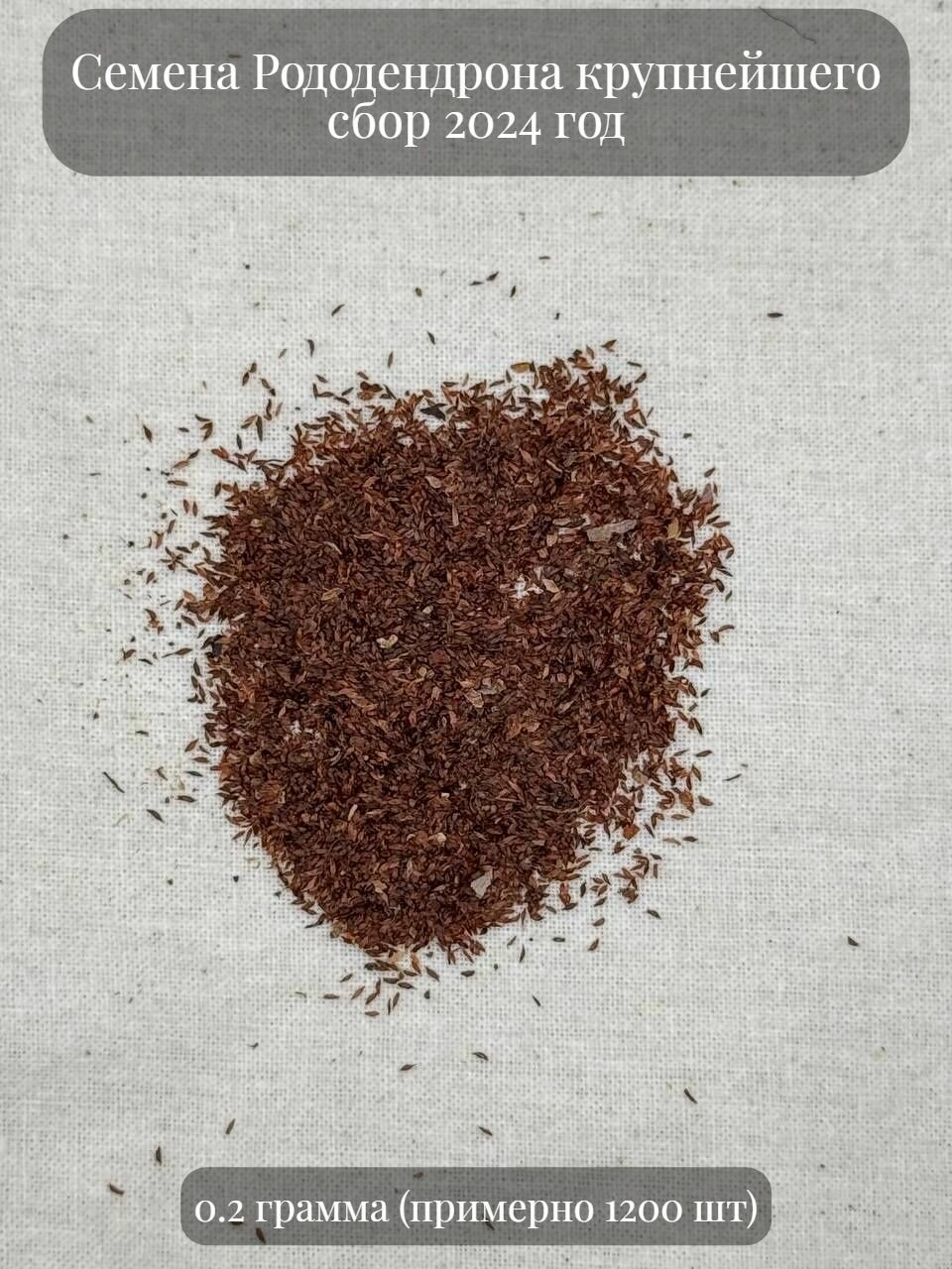 Семена Рододендрона крупнейшего, 0.2 грамма (примерно 1200 шт)