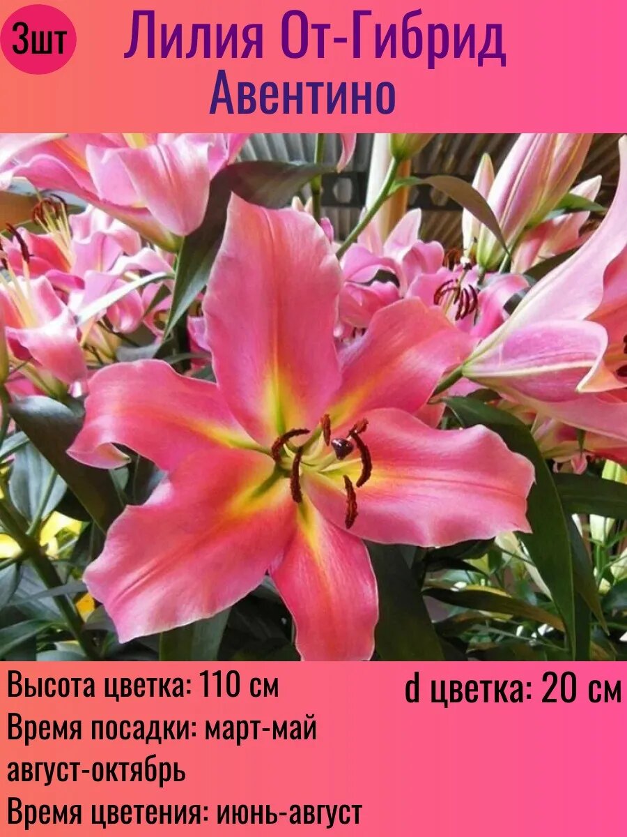Лилии луковицы От-гибрид многолетние 3 штуки