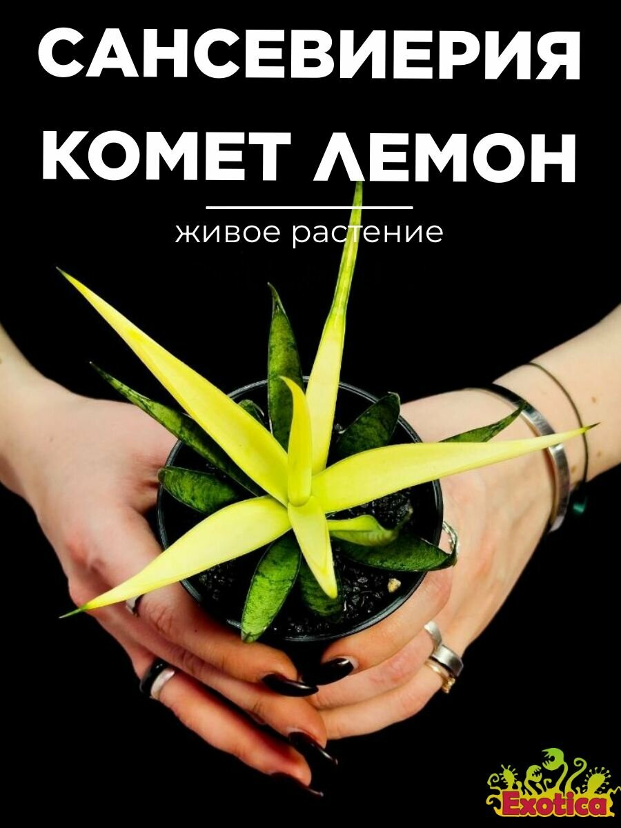Сансевиерия Комет Кризанта Лемон (Sansevieria Comet Chrysanta Lemon) D7,5см