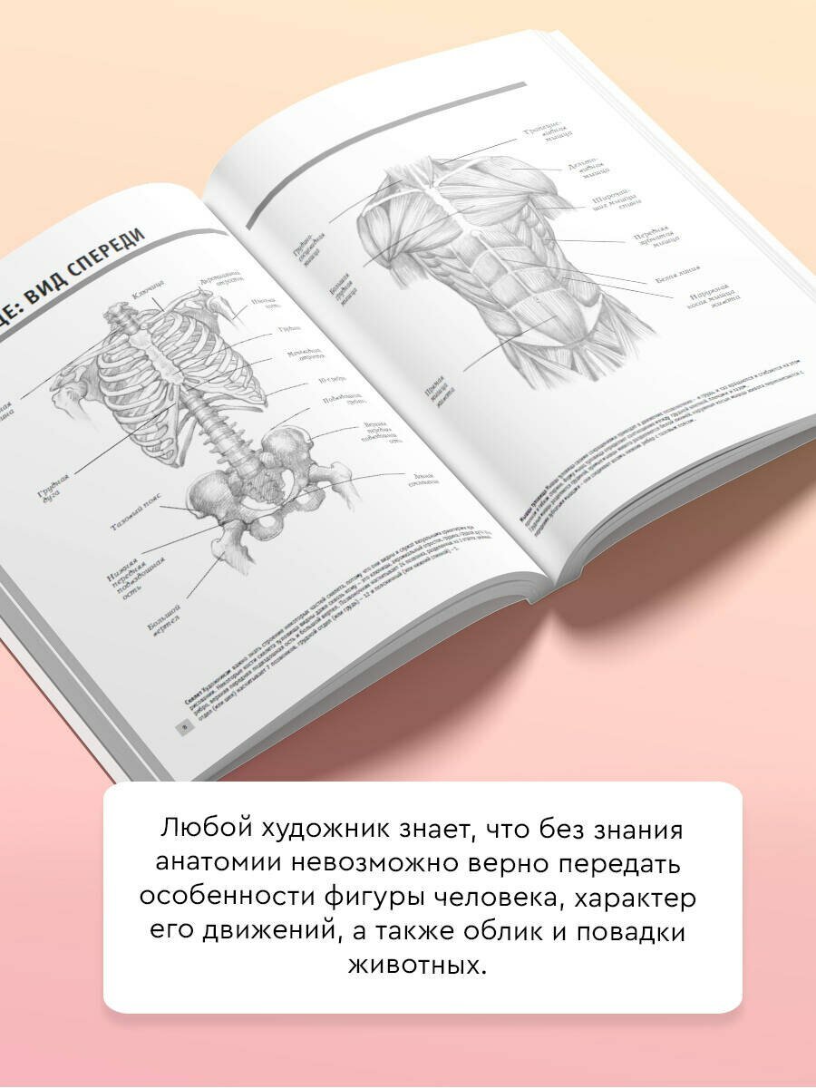 Анатомия для художников — фото 1