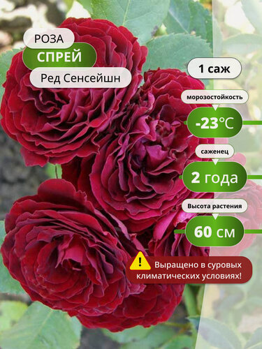Изображение товара Роза спрей "Ред Сенсейшн", многолетняя, цветение в июне, красная, высота 60 см, 1