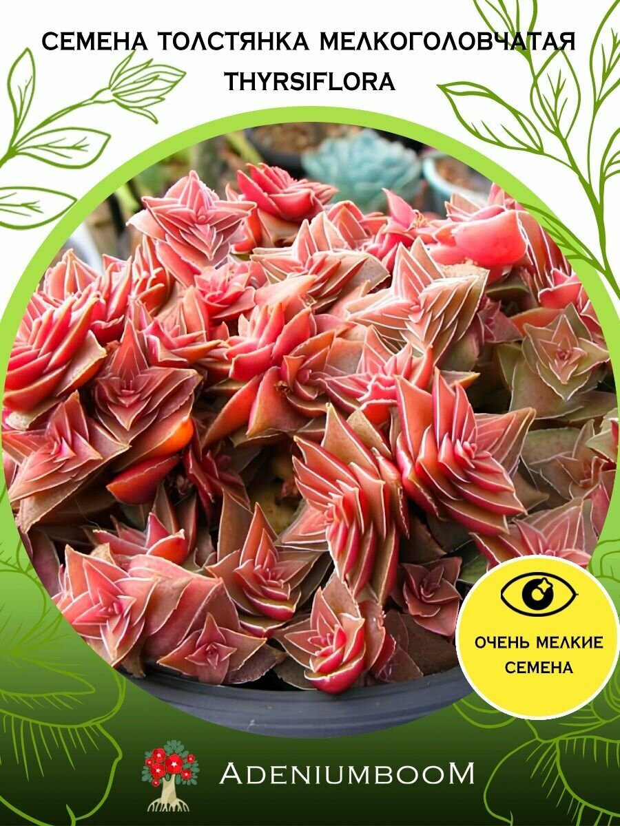 Семена Толстянка Мелкоголовчатая Thyrsiflora (5 шт.) /Crassula Capitella subsp. Thyrsiflora, семена редких комнатных цветов, суккулентов многолетних, цветущих растений/AdeniumBoom
