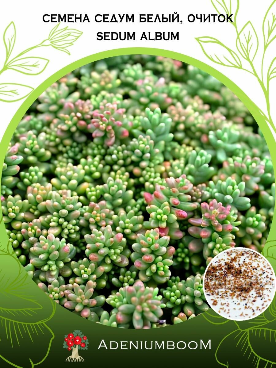 Семена Седум Белый, Очиток (5 шт.) /Sedum Album, семена редких комнатных цветов, суккулентов многолетних, цветущих растений/AdeniumBoom