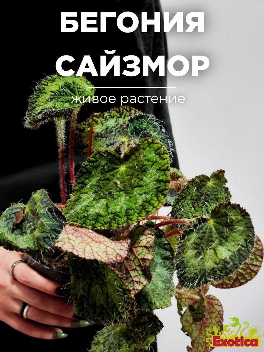 Бегония Сайзмор (Begonia Sizemoreоe) D12см живое растение