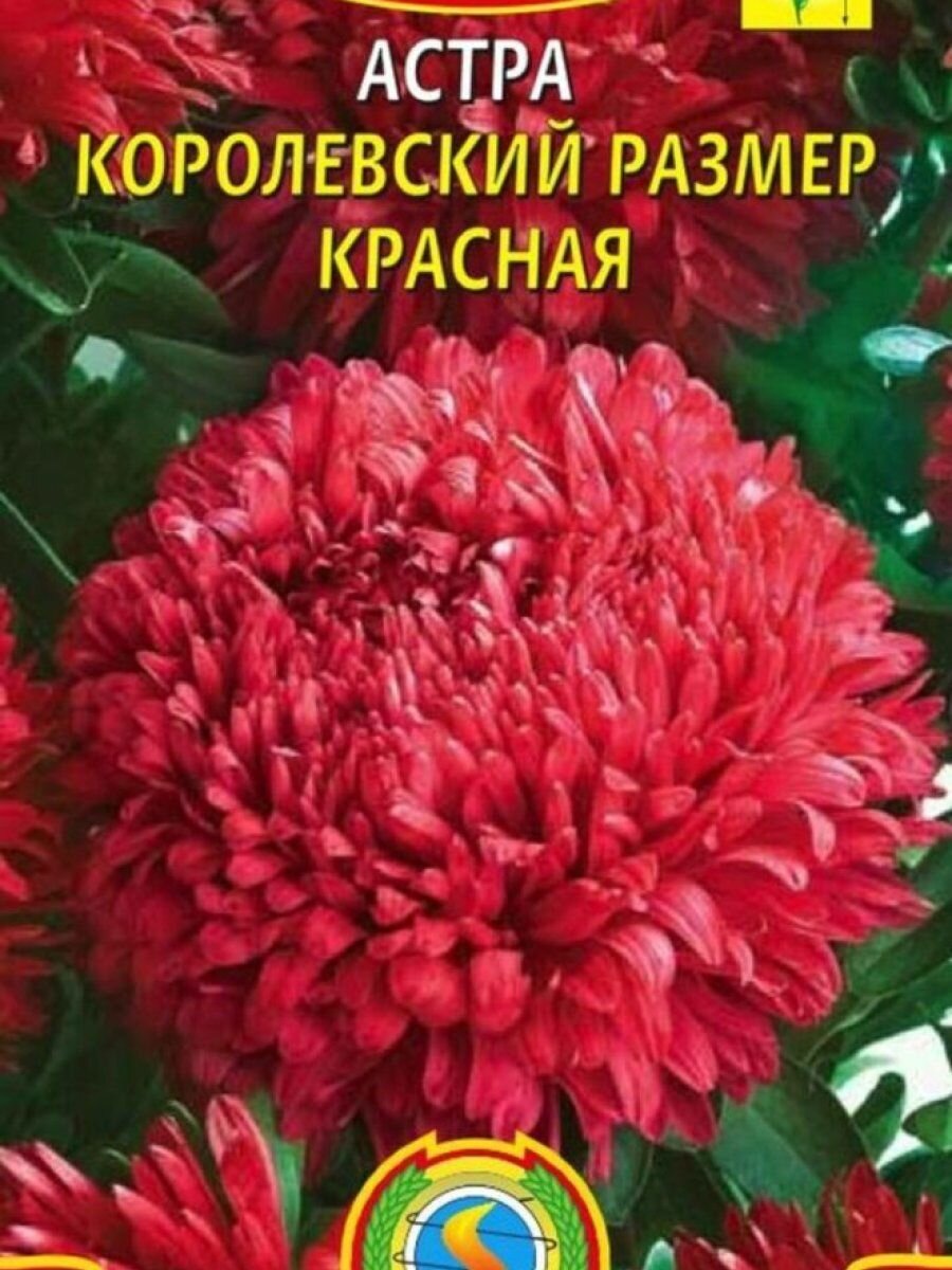 Семена Астра Королевский размер красная 01 гр Плазменные семена