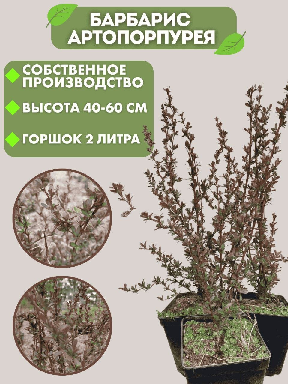 Барбарис саженец, высота 40-60 см, многолетнее растение, декоративный, красно-коричневый