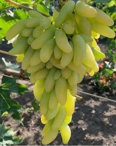 Изображение товара Виноград Козерог / 1 шт, раннеспелый, высокоурожайный, столовый сорт