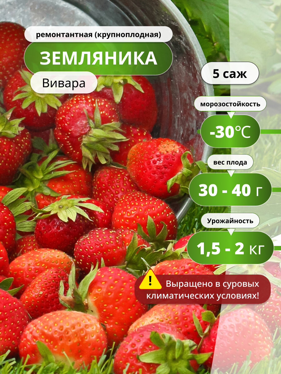 Клубника ремонтантная 