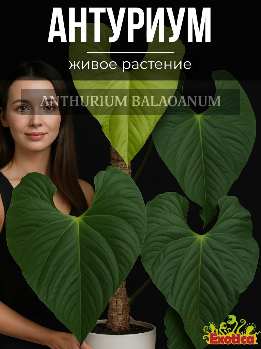Антуриум Балаоанум (Anthurium Balaoanum) D6см домашнее растение