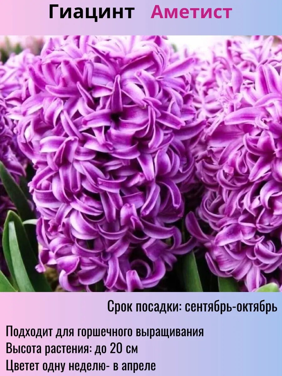 Гиацинты луковицы 5 штук