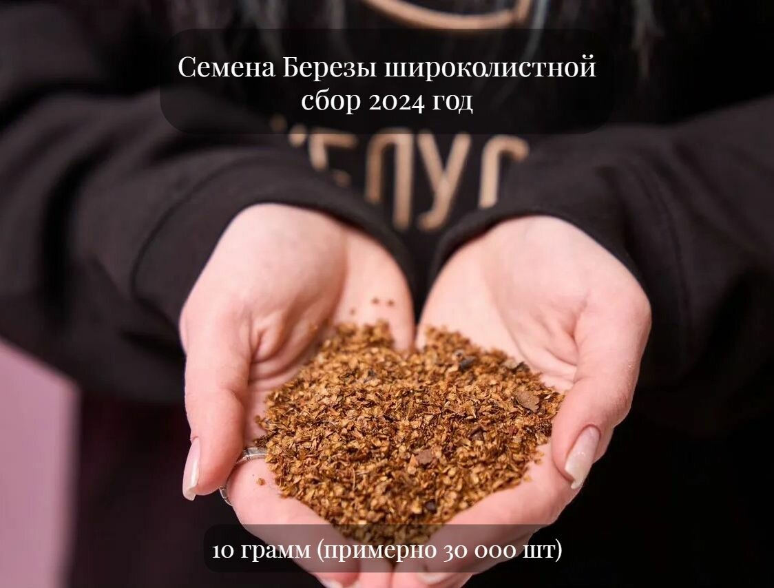 Семена Березы плосколистной или березы широколистной 10 грамм (примерно 30 000 шт)