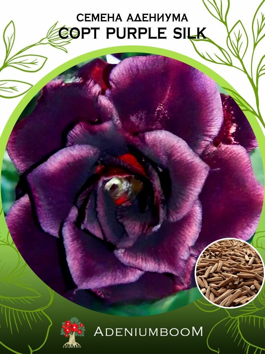 Семена Адениума Обесум, сорт Purple Silk (4шт.) /семена редких комнатных цветов, суккулентов многолетних, цветущих растений/AdeniumBoom