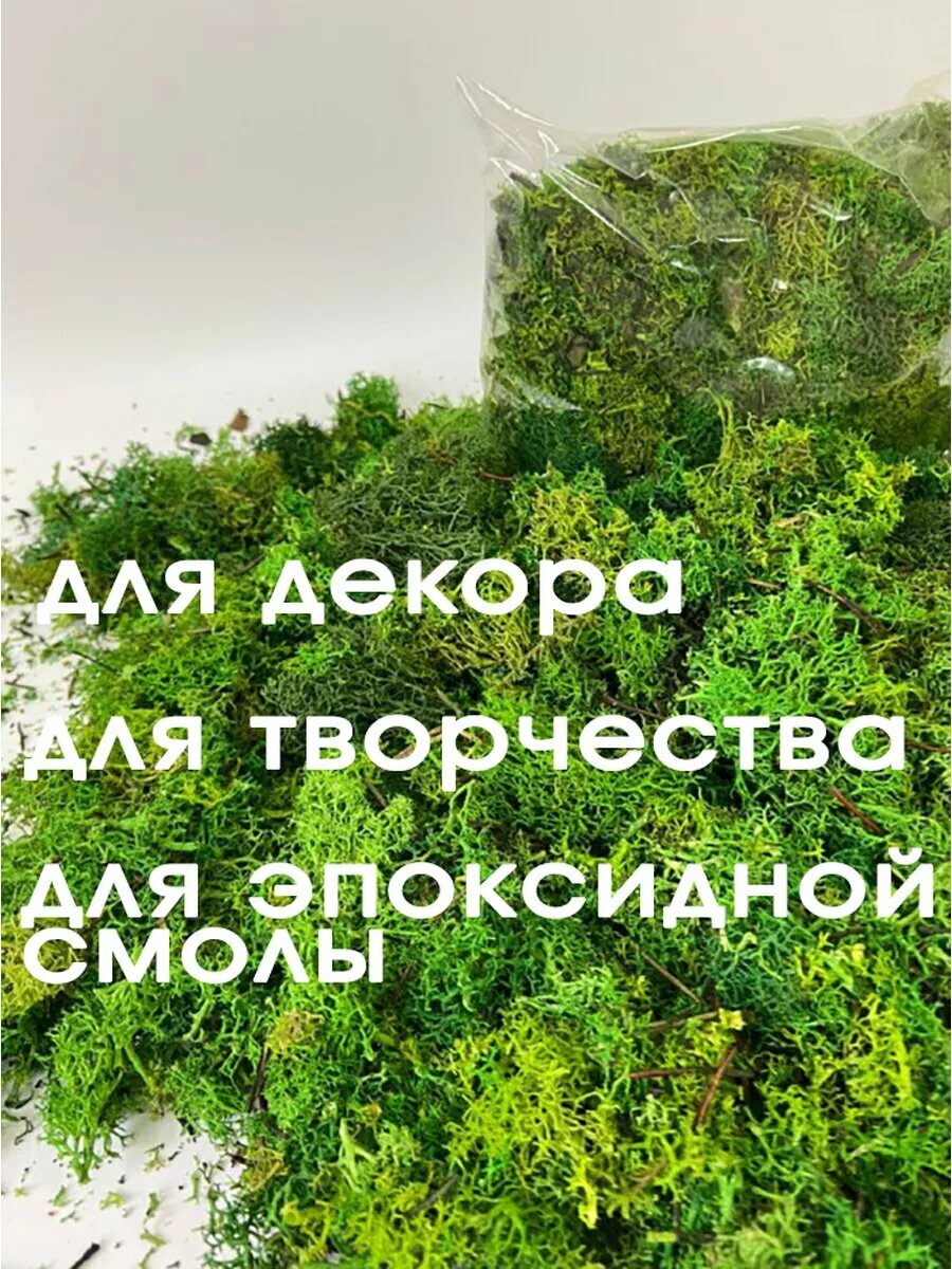 Стабилизированный мох StabFlora, с иголочками, для декора, 250 г — фото 1