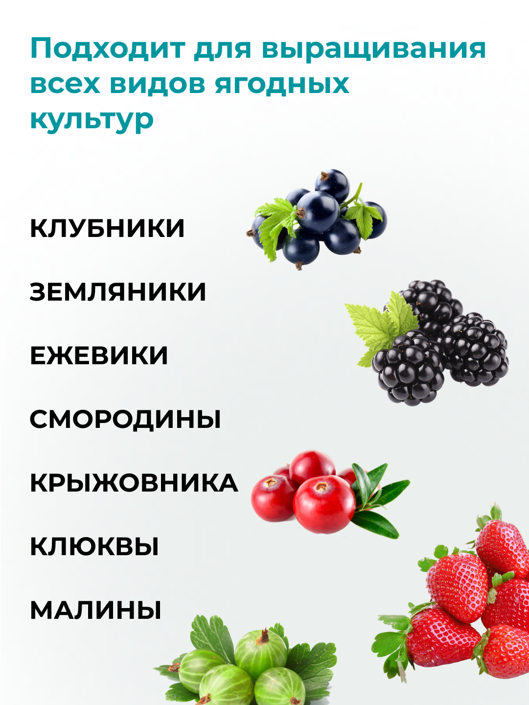 Удобрение осеннее для растений аминоцимус + удобрение для саженцев ягод цимус, 100 % органика, набор 750 г + 500 мл — фото 1