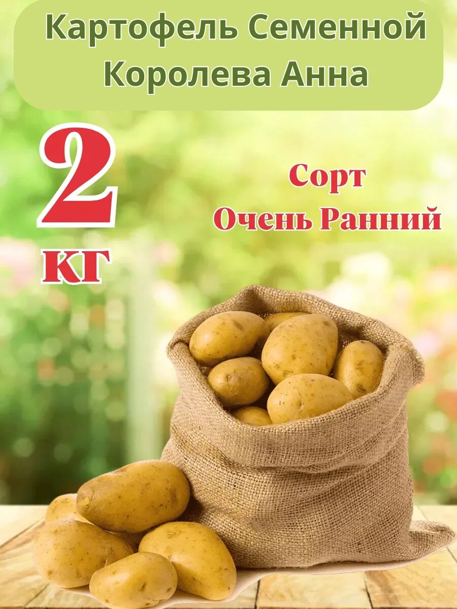 Картофель семенной 