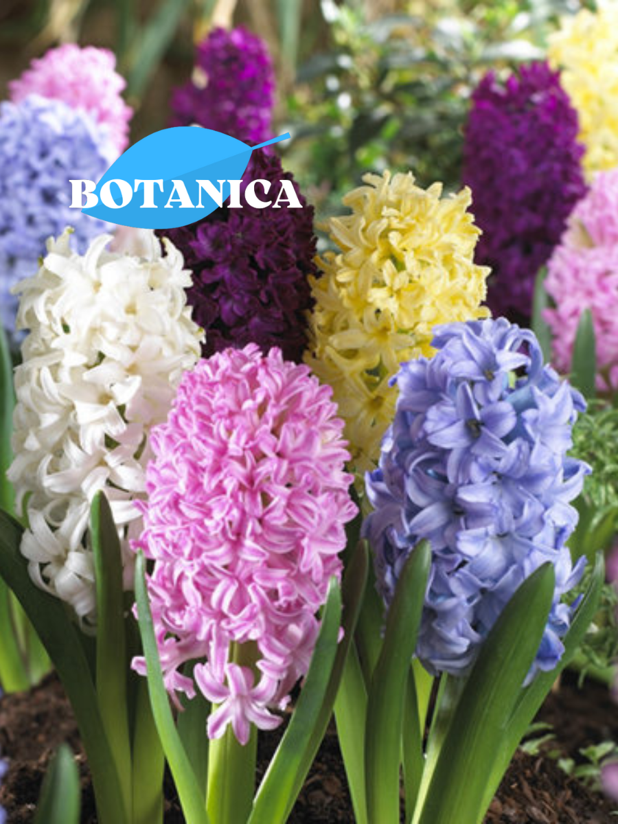 Луковицы цветов botanica garden Гиацинты Микс (10 штук) разноцветный