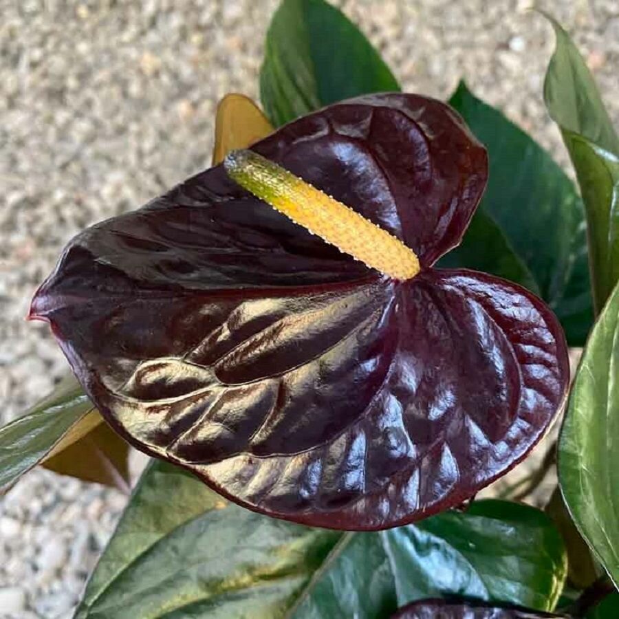 Антуриум Черная королева Anthurium Black Queen семена