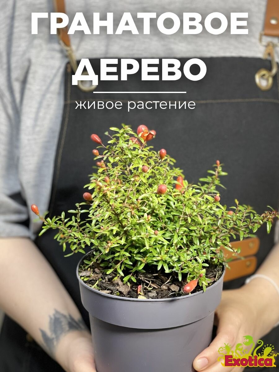 Гранатовое Дерево  Punica Granatum  D12см  комнатное растение