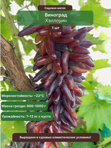 Изображение товара Виноград Хэллоуин / 1 шт, без косточек, раннеспелый, морозостойкий