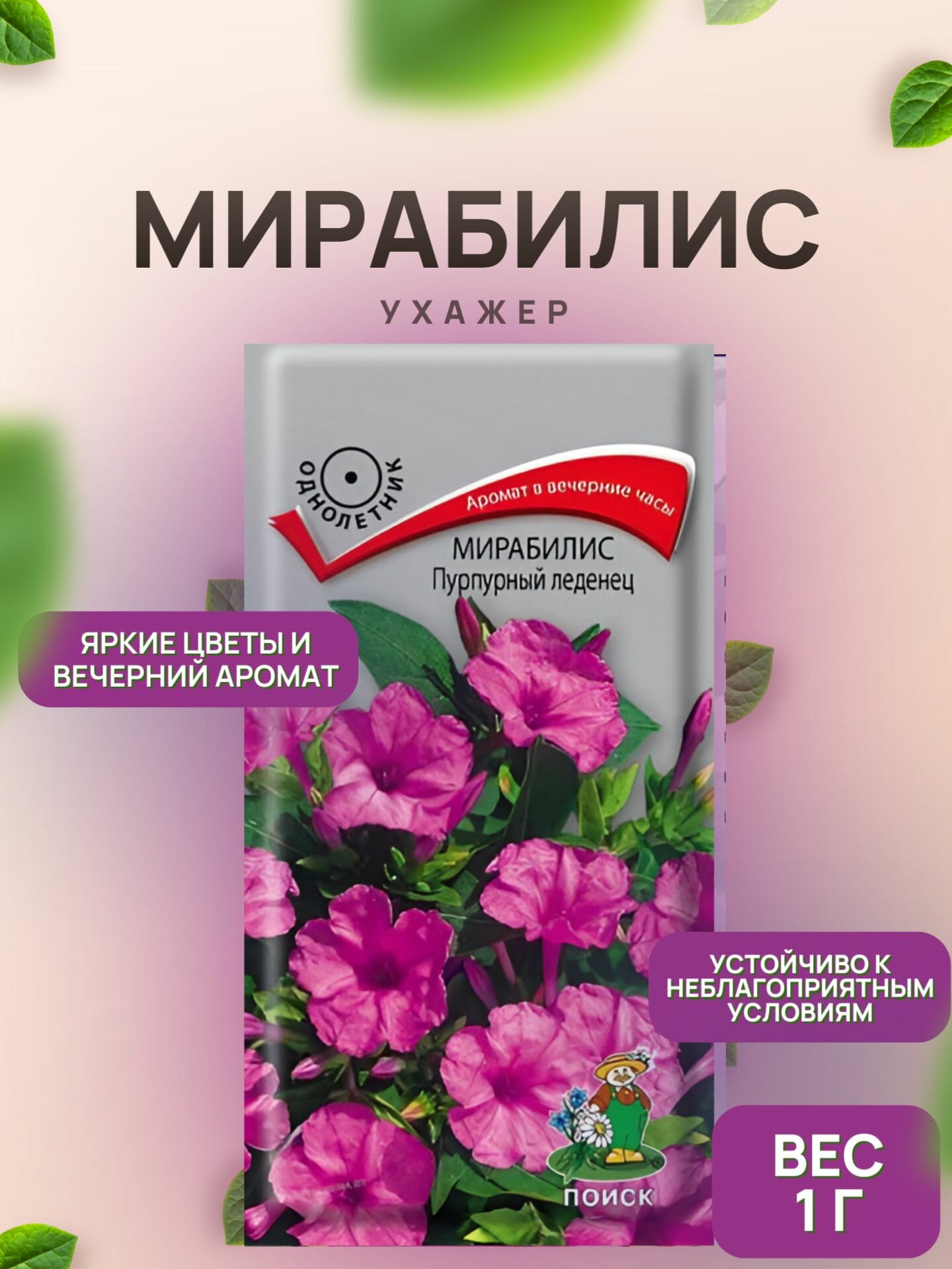 Мирабилис Пурпурный леденец 1г / Поиск