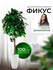 Дерево искусственное растение комнатное для декора фикус 100 см