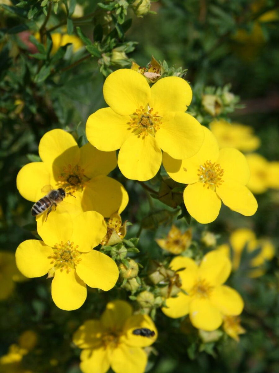Лапчатка Голдфингер (Potentilla fruticosa Goldfinger) / морозостойкий сорт