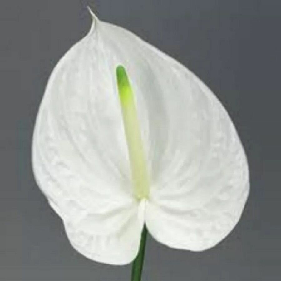 Антуриум Аляска, Anthurium Alaska, семена