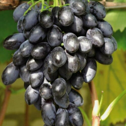 Изображение товара Виноград "Блэк Гранд", многолетник, морозостойкий, чёрный, 1 шт