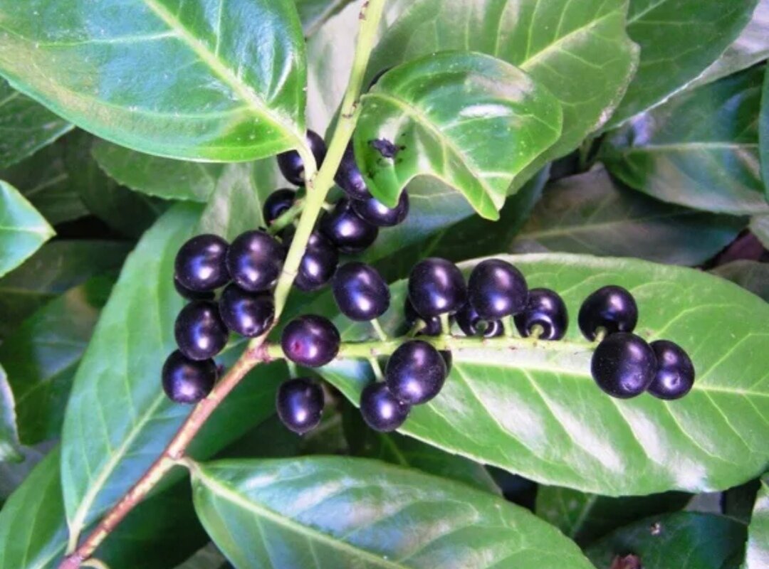 Лавровишня- семена 3 шт+ подарок