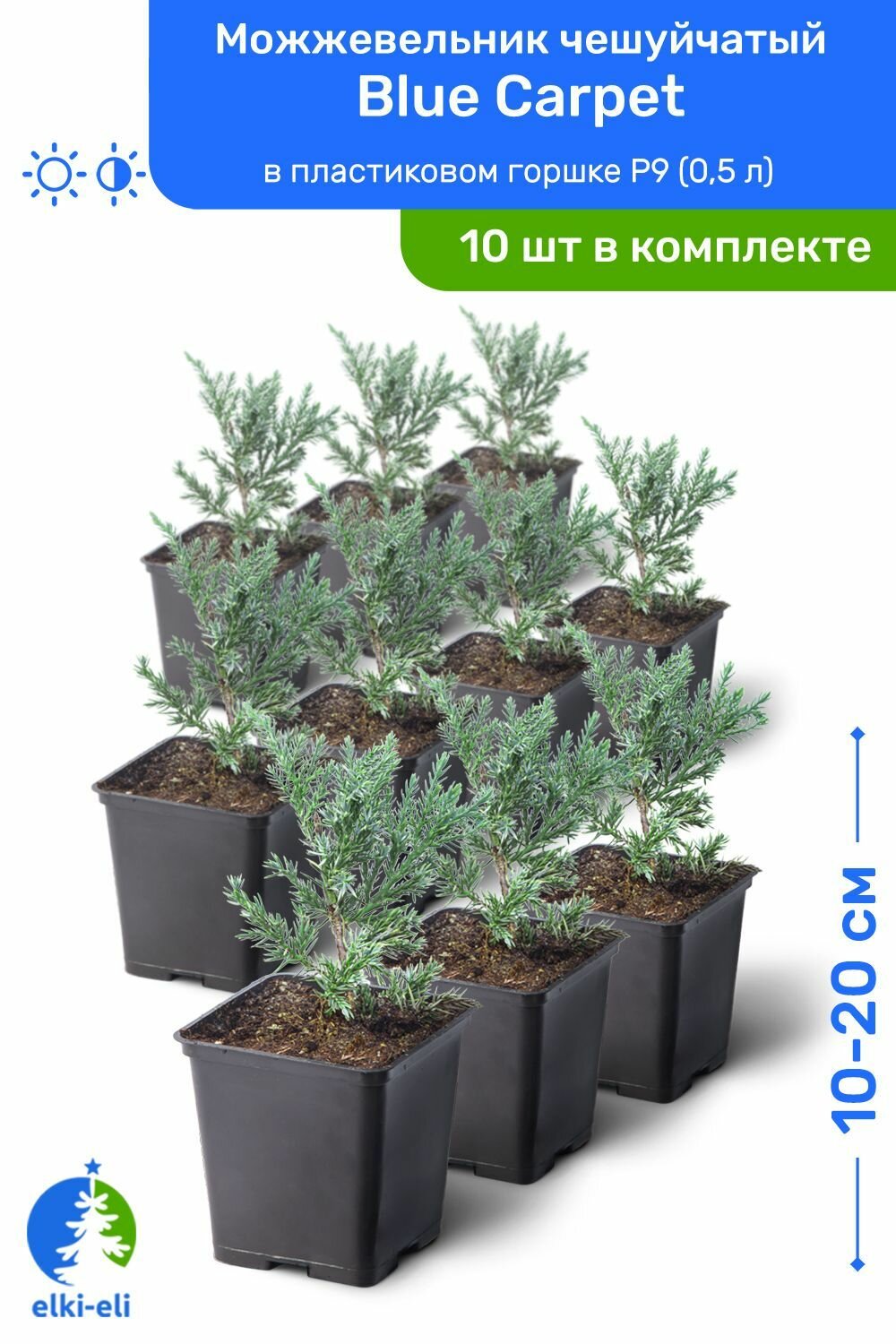 Можжевельник чешуйчатый Blue Carpet (Блю Карпет) 10-20 см в пластиковом горшке P9 (0,5 л), саженец, хвойное живое растение, комплект из 10 шт
