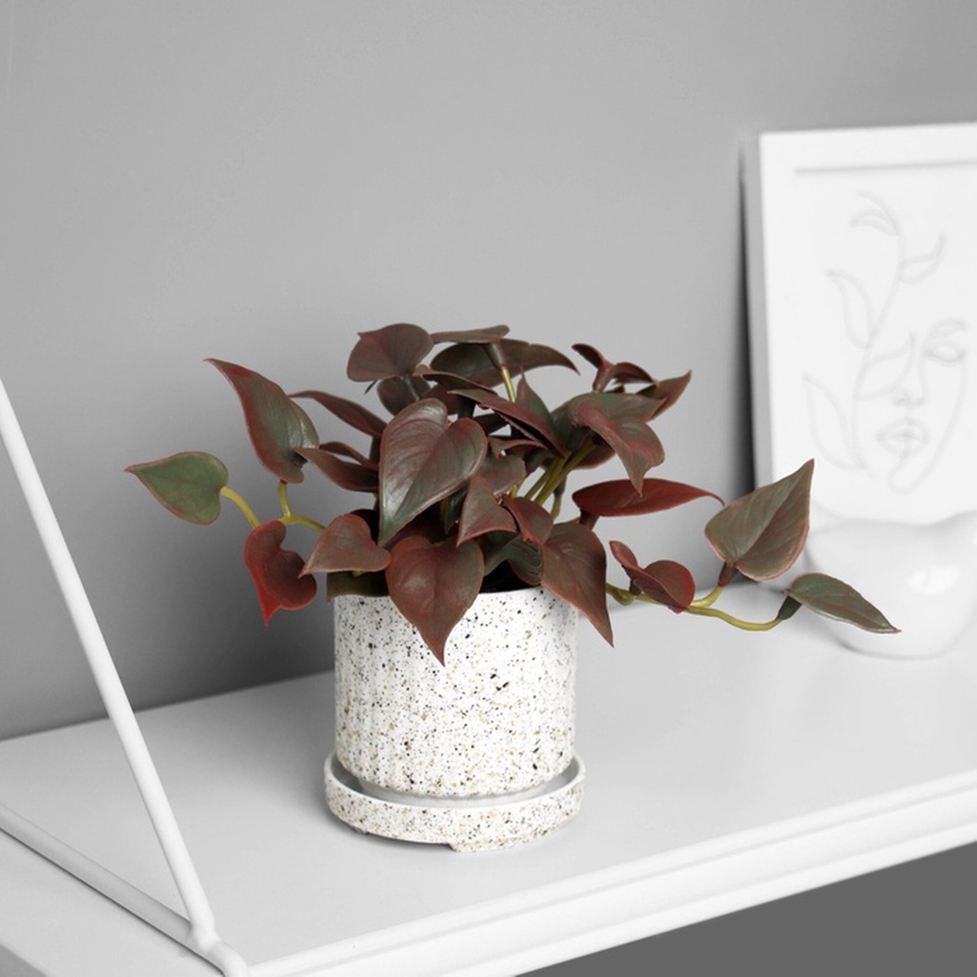 Бонсай в горшке «Филодендрон ультра премиум» (мягкий лист) 15×7 см микс