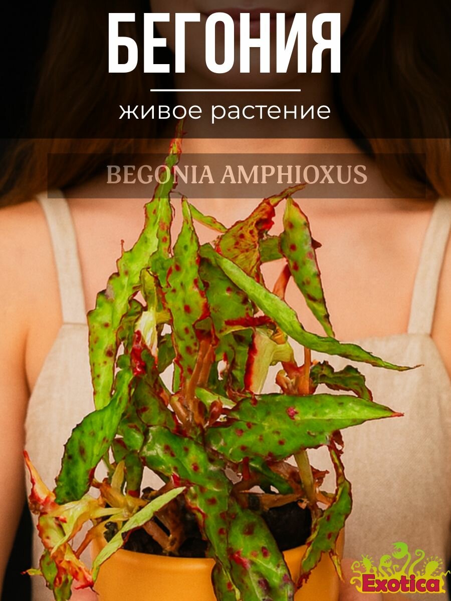 Бегония Амфиоксус (Begonia Amphioxus) D6см растение в горшке
