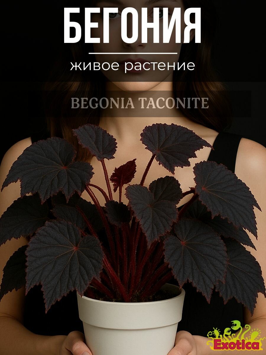 Бегония Таконит (Begonia Taconite) D10см живой цветок