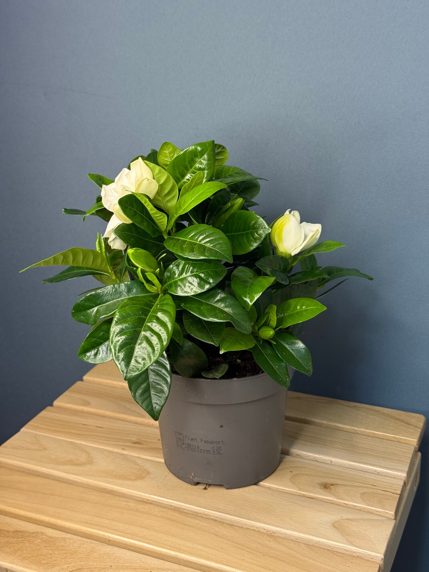 Гардения жасминовидная (Gardenia jasminoides) — королева аромата с кремовыми цветами
