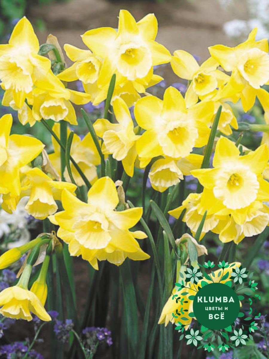 Луковицы цветов Клумба Нарцисс VERDIN ( 5 штук ) желто-белый