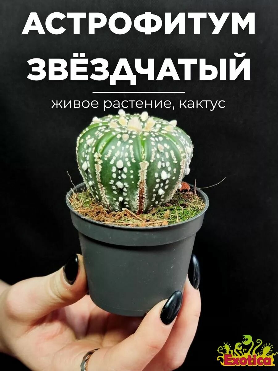 Астрофитум Звёздчатый или Астрофитум Астериас (Astrophytum Asterias) D5см живой цветок