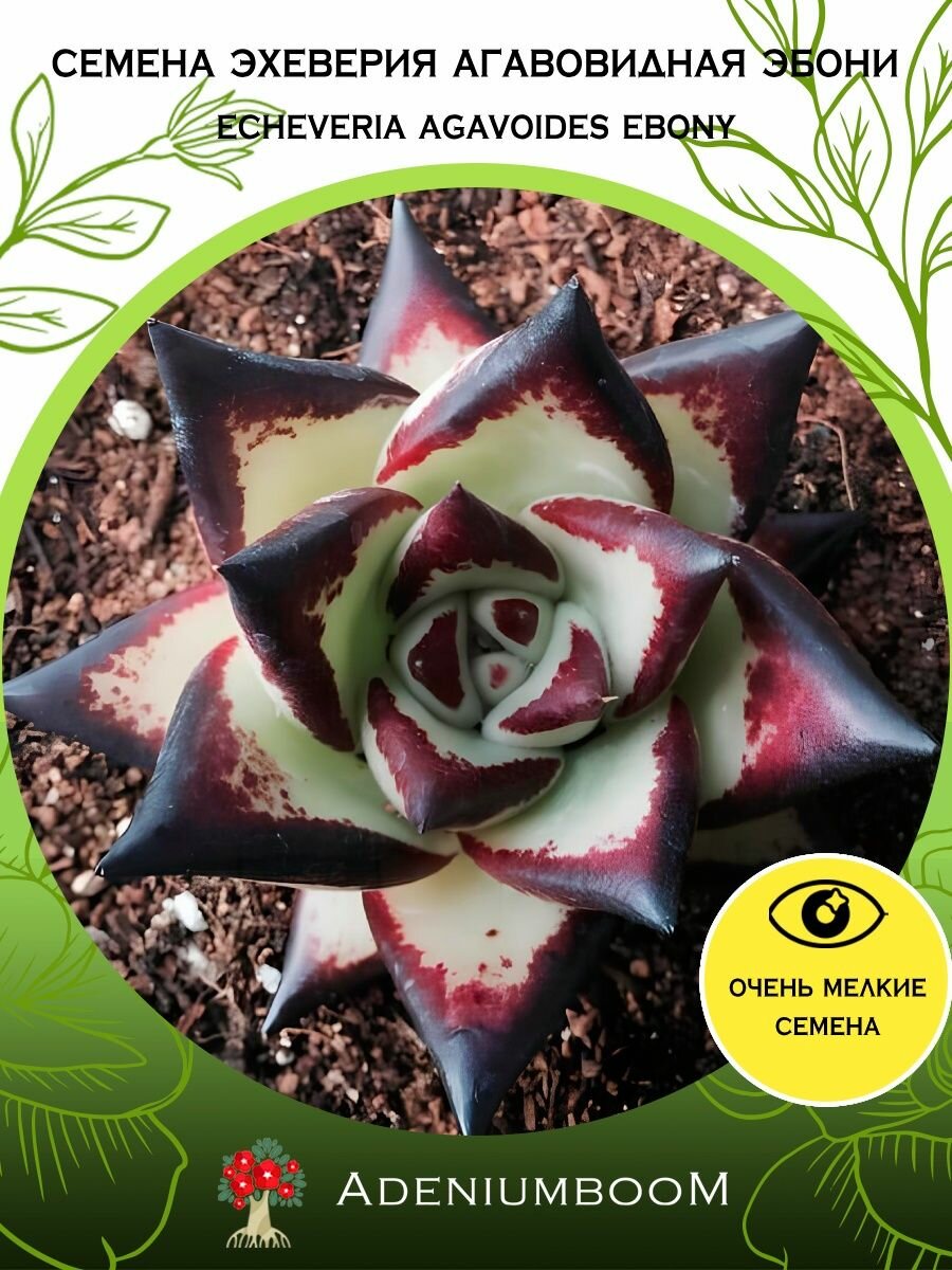 Семена Эхеверия Агавовидная Эбони (5 шт.) /Echeveria Agavoides Ebony, семена редких комнатных цветов, суккулентов многолетних, цветущих растений/AdeniumBoom