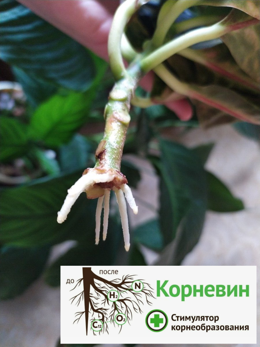 Корневин Стимулятор корнеобразования и развития растений, 1 упаковка - 8 гр. — фото 1