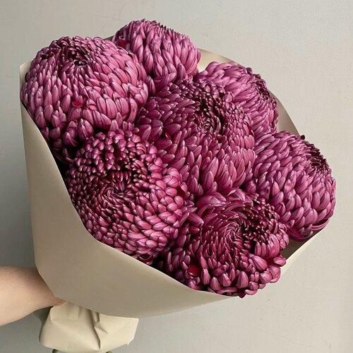 Изображение товара Букет из фиолетовых хризантем 7 шт, красивый букет цветов, шикарный, премиум цветы, премиум букет