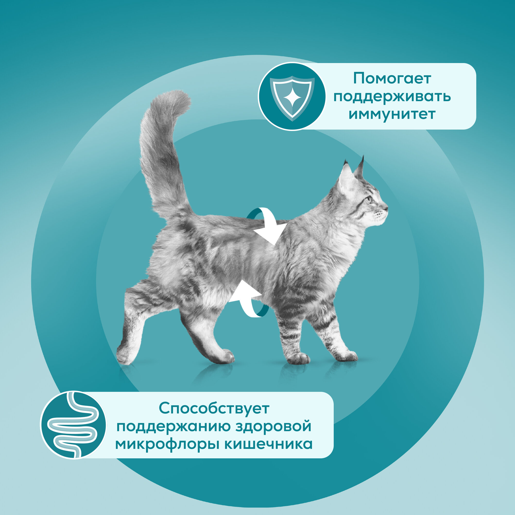 Влажный корм PURINA ONE® для взрослых кошек для чувствительного пищеварения с курицей и морковью 75 г х 26 шт — фото 1