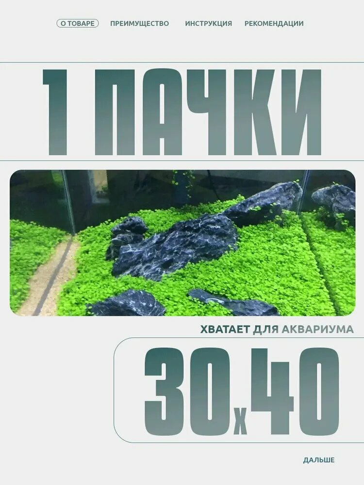 Семена растений для аквариума "Glossostigma", семена декоративных растений 10 г — фото 1