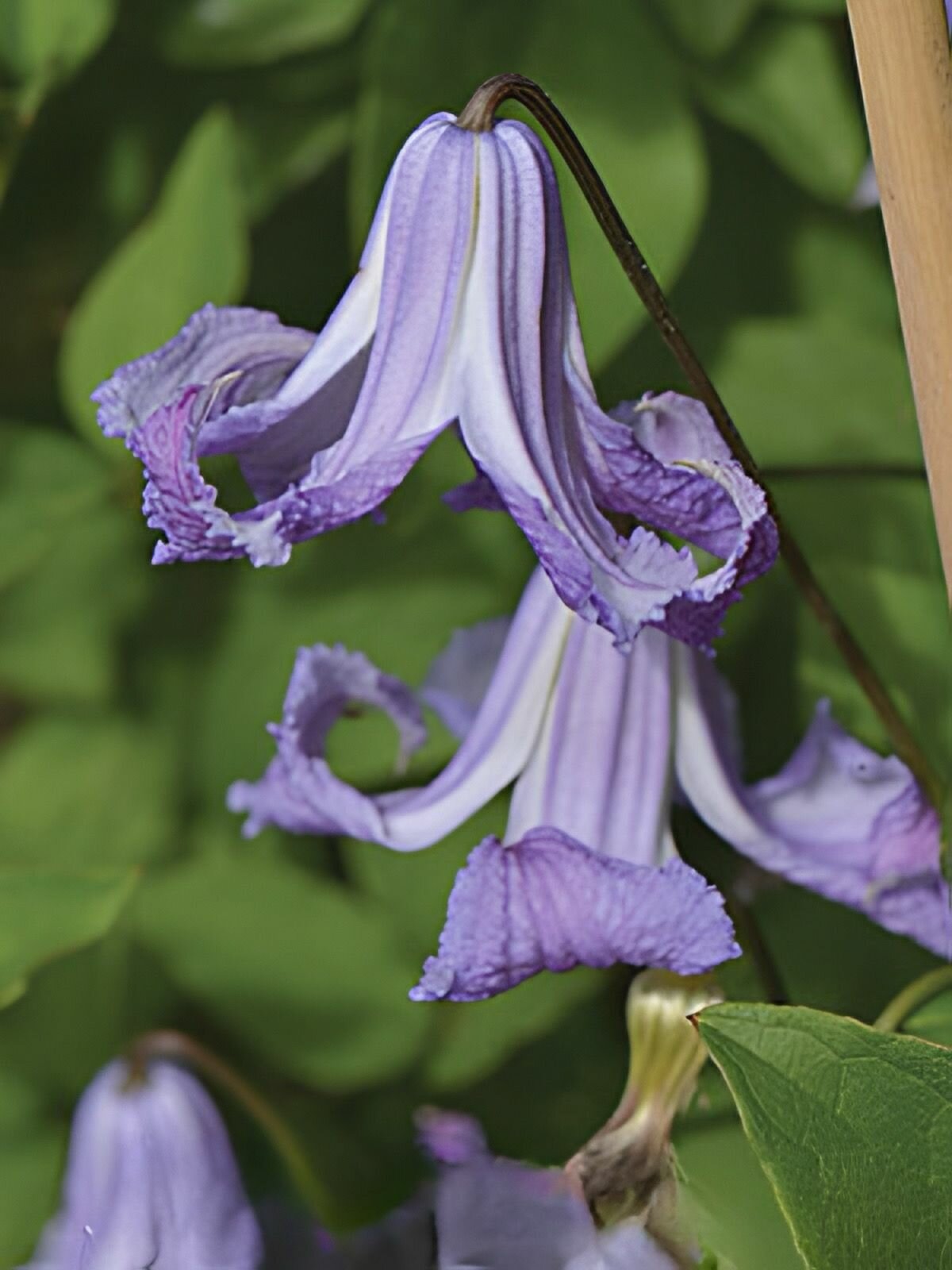 Клематис витицелла Fairy Bells в горшке 1л