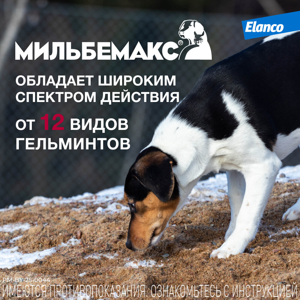 Мильбемакс (Elanco), таблетки от гельминтов для крупных собак – 2 таблетки — фото 1